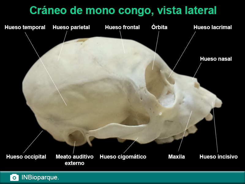 Cráneo mono congo, vista lateral